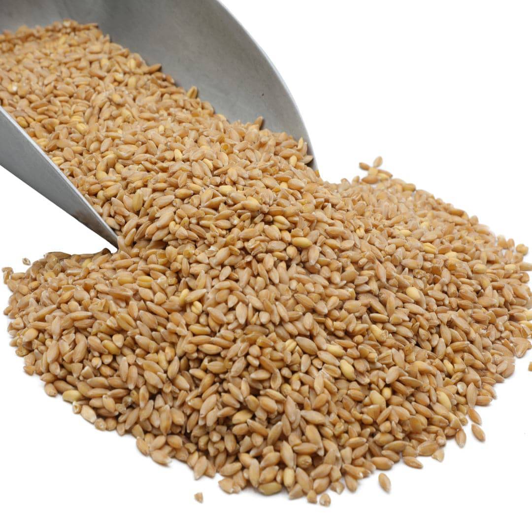Wheat Berries, Bronze Chief (Red)